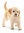 Cachorro de perro cobrador dorado - Schleich 16396